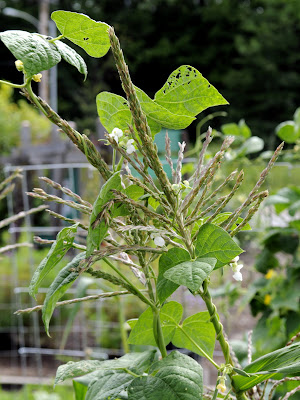 Three Sisters Garden
