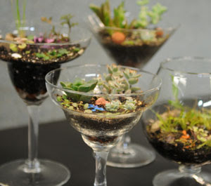 Tiny Terrariums