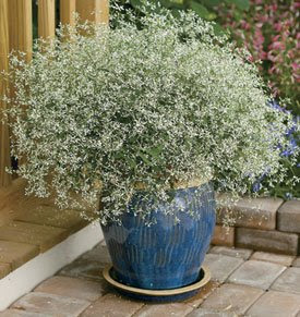 Euphorbia Fever