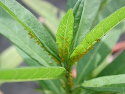 Aphids on the attack