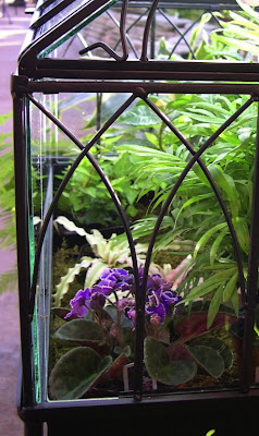Wardian Case Terrarium