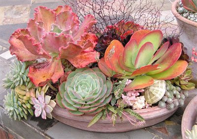 New Succulents for 2009