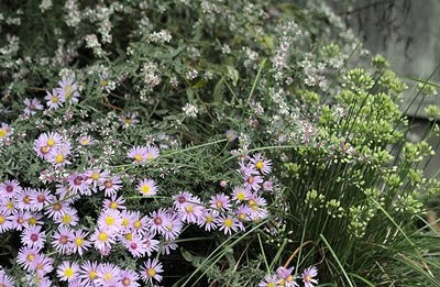 Perennials for Late-Season Color