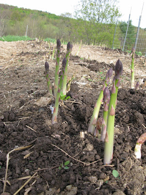 Week 3 in the asparagus season