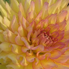 Dazzling Dahlias