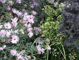 Aster paired with other perennials