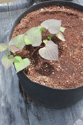 Potato Bag with sweet potatoes