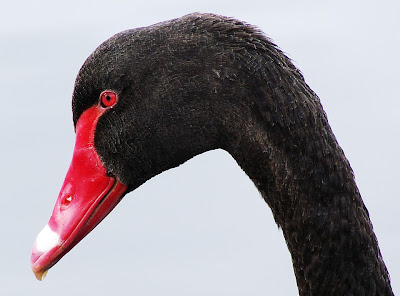 Black Swan, Huon River - 26 Dec 2007