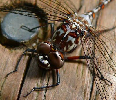 Dragonfly, Russell Falls, Mt Field National Park - 26 Jan 2008