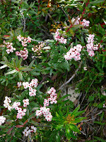Snow Berry plant, Gaultheria hispida, Mt Wellington - 2nd March 2008