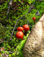 Unidentified fungus, Mt Wellington - 4 May 2007