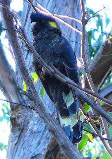 Yellow-tailed Black Cockatoo, Tahune - 5 May 2007