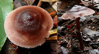 Fungus, Mountain River Trail, Wellington Range, Tasmania - 17 May 2007