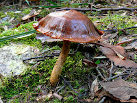 Fungi, Mountain River Trail, Wellington Range, Tasmania - 17 May 2007