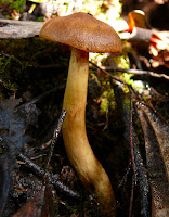 Fungus, Mt Wellington - 8 May 2007