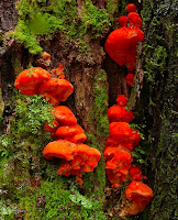 Aurantiporus pulcherrimus, Strawberry Bracket Fungus, Lake Dobson, Tasmania - 18 May 2007