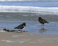 Pied and Sooty Oystercatchers, South Cape Bay - 6 Oct 2007
