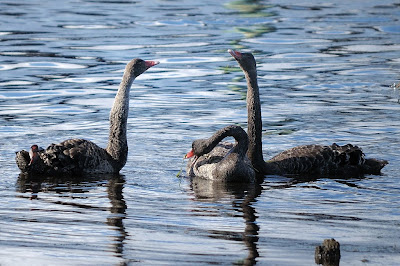 Scooter (left) and a sibling engaging in one of their dances - 13th March 2010