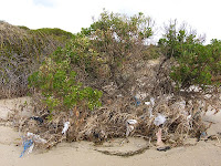 Garbage grows on trees, Ralphs Bay - 14th August 2008