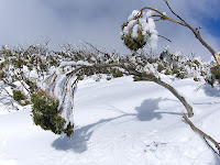 Eucalypts weighed down by snow, one had broken off; Mt Wellington - 18th August 2008