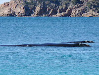 Three Southern Right Whales (Eubalaena australis) in Wineglass Bay - 23rd August 2008