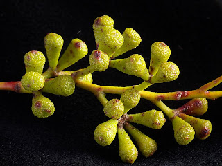 Buds of Eucalyptus coccifera, Hartz Mountains