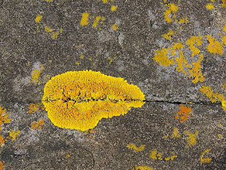 Yellow lichen, Standup Point, Crescent Bay - 25th October 2008