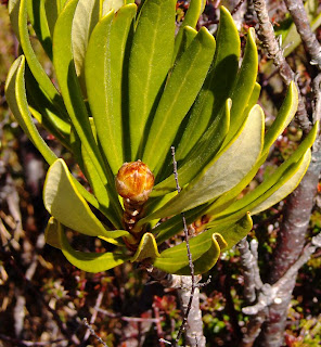 Waratah flower buds, Telopea truncata, Hartz Plateau - 23rd October 2008