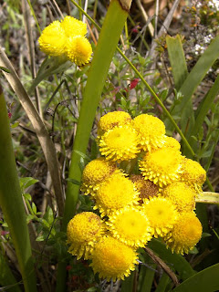 Heath plant, Crescent Bay Track - 3rd January 2009