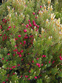 Leptecophylla juniperina, the Mountain Pinkberry; Hartz Mountains - 26th January 2009