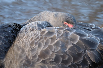 nearby another swan snoozes, this might be an adult or one of Scooter's siblings