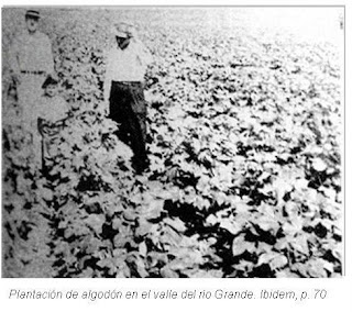 Plantacion de algodon