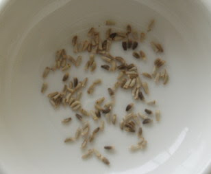ESCAROLA