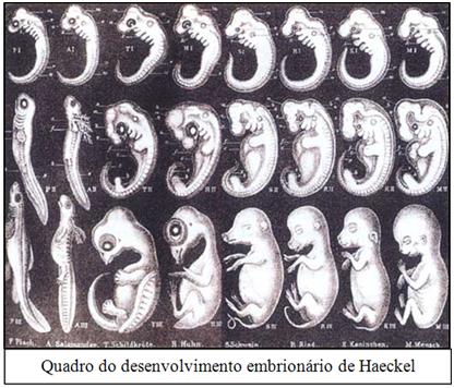 [Quadro+de+Haeckel.JPG]