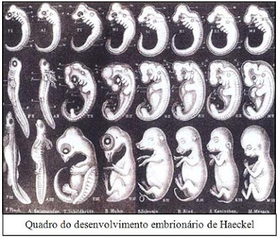 As fraudes da ciência: Maioria dos cientistas já testemunhou abuso ético  Quadro+de+Haeckel