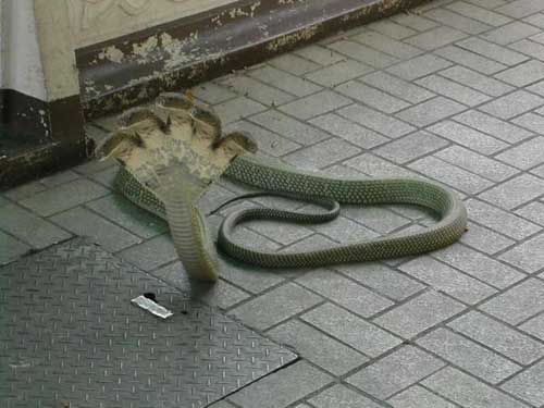 http://4.bp.blogspot.com/_gqcRZCkzGyU/TMHcDW8bgDI/AAAAAAAAFK0/_SSwRl686VQ/s1600/five-head-cobra-2.jpg