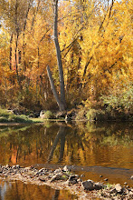 Reflections of Fall 5