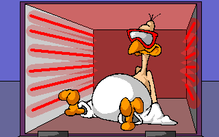 Funny Turkey Pictures Funny Turkey Pictures