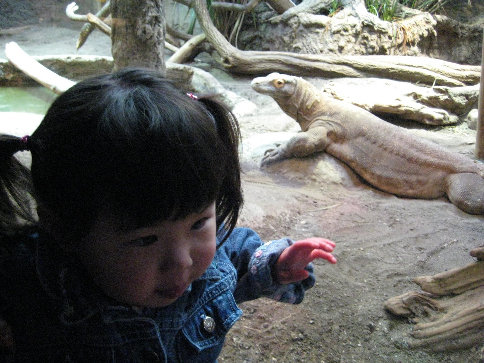 [lizard.JPG]