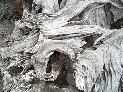 Photo:  Sun Bleached Tree