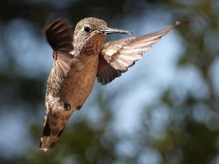 Photo of hummingbird from ingridtaylar flickr collection