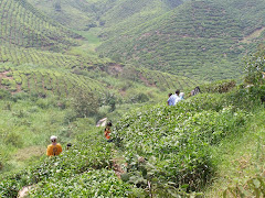 Ladang Teh Cameron Highland