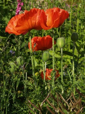 Papaver orientale - orientvalmue