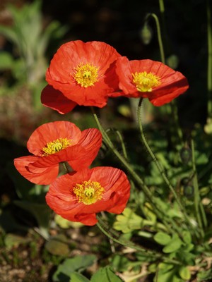 Papaver nudicaule - sibirvalmue