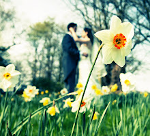 Wedding Daffodil