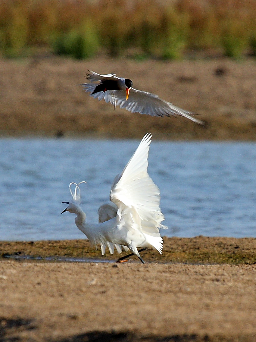[Black-bellied+Tern+attacking+egret1.JPG]