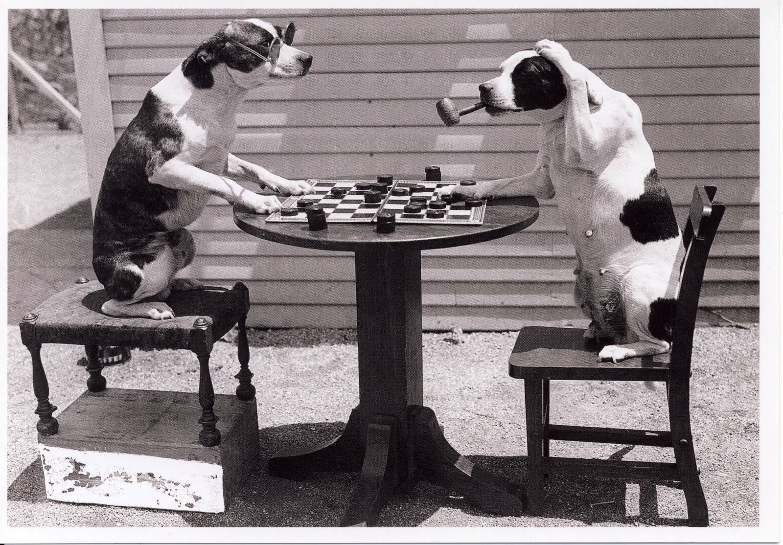 [2+chiens+échecs.JPG]