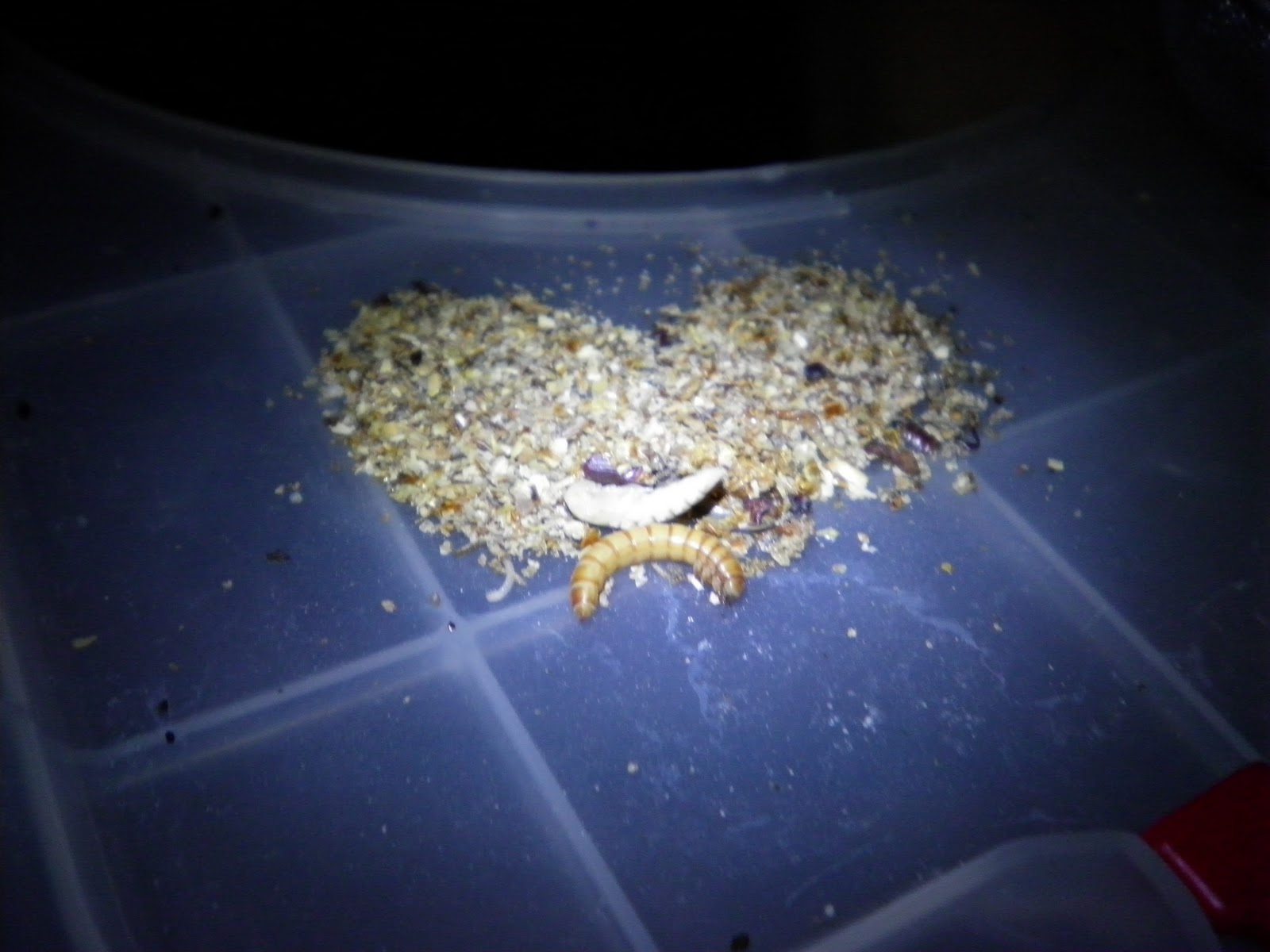 Simply Self Sufficiency Growing Mealworms