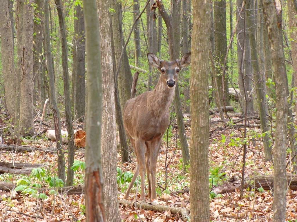 The Everyday Adventurer A Deer In The Woods