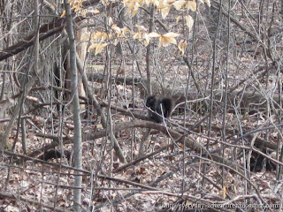 Black Squirrel